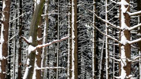 Trotz Sturms im vergangenen Jahr erholt sich der Forstbestand in Unterroth gut.