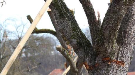 Die in Altenstadt aufgestellten Bäume beherbergen keine geschützten Tiere. Im Herbst sollen sie deshalb endgültig weichen.  	
