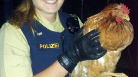 Erfolgreicher Zugriff: Polizisten haben in Altenstadt einem Huhn das Leben gerettet. 	