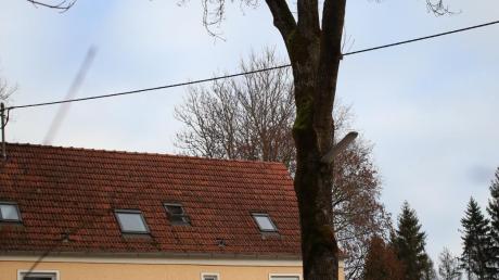 Eine riesige Esche steht vor dem Illerstüble in Altenstadt. Da sie immer wieder Äste verliert, sehen die Mitarbeiter der Gaststätte in ihm eine Gefahr – und beantragten die Beseitigung des Baums.  	