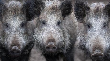 Wildschweine können die Afrikanische Schweinepest übertragen. Wie sich die Region für die Krankheit rüstet.  	