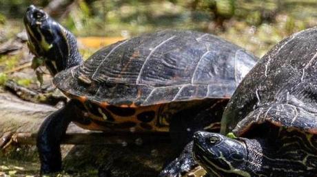 Ein Radler hat eine Wasserschildkröte gefunden.