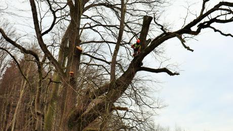Die Methusalem-Baumgruppe bei Dattenhausen ist Anfang dieser Woche massiv gestutzt worden. Viel zu massiv, wie der Geschäftsführer des Bund Naturschutz im Landkreis, Bernd Kurus-Nägele, kritisiert. 	 	