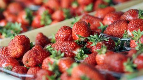 Süß, rot, saftig: Frisch gepflückte Erdbeeren gehören für viele zum Sommer, wie hier vom Feld des Obsthofs Zott zwischen Buch und Illertissen. Vor allem im Zuge der Lockerung der Corona-bedingten Einschränkungen freuen sich viele über einen Besuch der Erdbeerfelder im Landkreis. 	