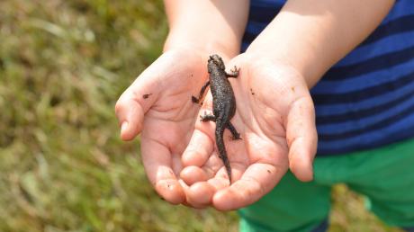 Bei der Arbeit im Ried begegnen die Freiwilligen auch jeder Menge schützenswerten heimischen Amphibien.  	