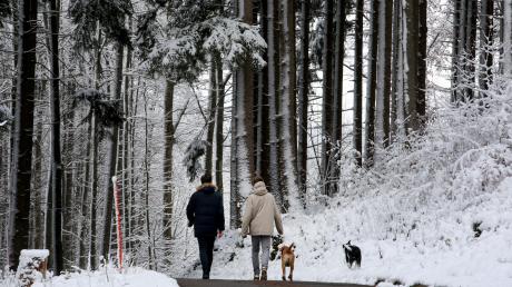 Spaziergänger, die ihre Hunde im Wald ohne Leine umherrennen lassen, könnten, ebenso wie unvorsichtige Ausflügler oder Wintersportler, Wildtiere aufscheuchen.  	