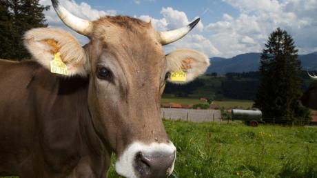 Allgäuer Kühe in Diepolz - Bauern - Kuh - Milchwirtschaft - Bergbauernmuseum - Museum - Alpwirtschaft - Kühe mit Hörnern - Allgäu