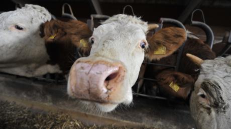 Auch bei Tieren geht der Trend zur Homöopathie. Deswegen bietet ein Amt nun einen „Grundkurs zur homöopathischen Behandlung von Rindern“ an. 