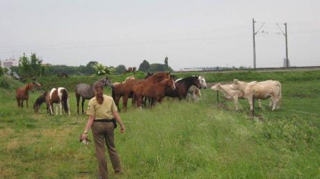 Entlaufene Pferde mussten in Aubing wieder eingefangen werden.