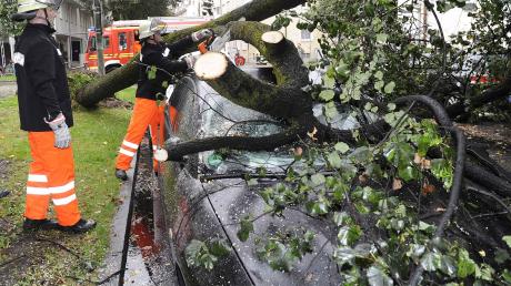 Ein entwurzelter Baum hat in München mehrere Autos beschädigt.