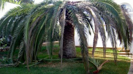Der Palmrüssler ist eine Gefahr für die Palmen auf Mallorca.