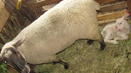 Das neue Lämmchen kann Hanna nicht ersetzen. Schaf-Mutter Vera ruft immer noch nach ihrem Lamm.