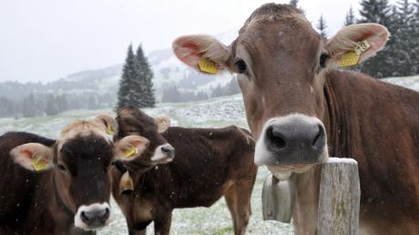 Jungrinder stehen am Freitag bei Oberjoch  im Schnee auf ihrer Sommerweide.
