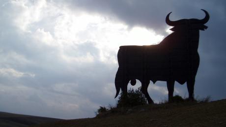 Im Donau-Ries ist ein 500 Kilogramm schwerer Stier entlaufen. Die Polizei warnt. Symbolbild