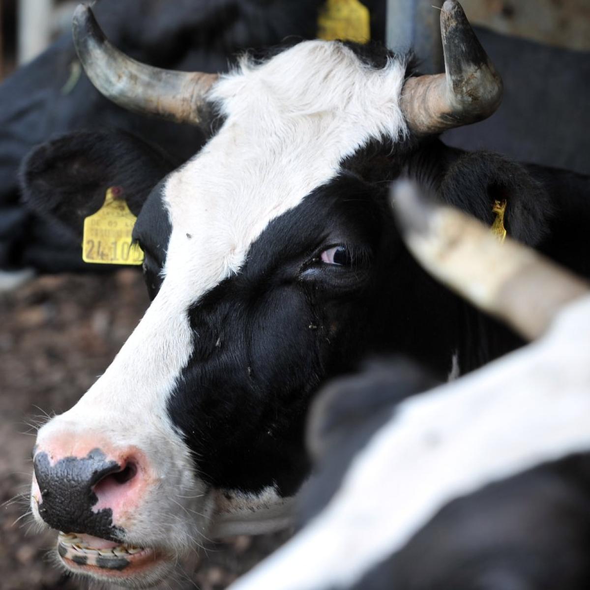 Bayern: Warum gibt es eigentlich keine Kühe mit Hörnern mehr?