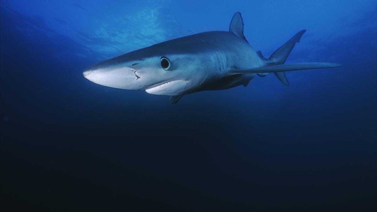 Tiere Haie Vor Frankreich Gesichtet Experte Warnt Vor Psychose Augsburger Allgemeine