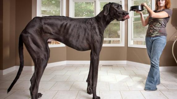 Dänische Dogge "Zeus": Altersschwäche mit fünf: Der größte Hund Welt ist tot