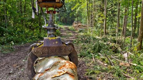 Die Arbeit im Wald ist gefährlich. Pro Jahr verletzen sich über 1000 Menschen bei Baumfällarbeiten oder ähnlichen Tätigkeiten im Forst.