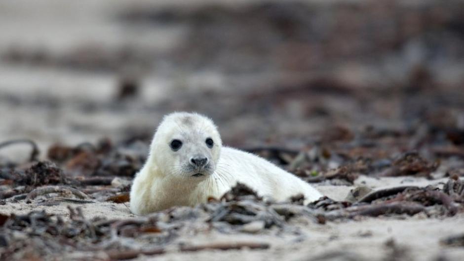 Helgoland: Gestatten: Das erste Robbenbaby der Saison ...