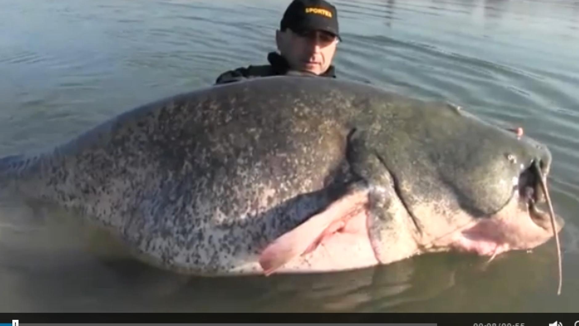 Rekord-Fisch: Italiener holt 127 Kilo schweren Wels aus dem Po ...
