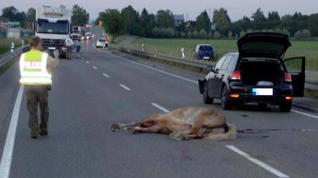 Das Pferd wurde auf der B16 von zwei Autos erfasst. Es starb.
