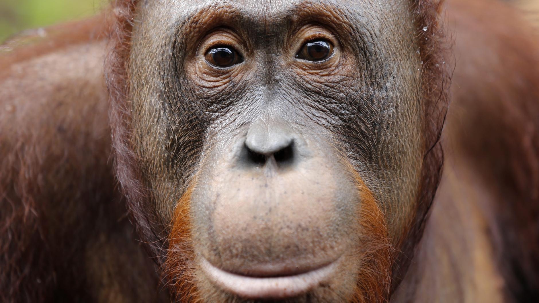 Bedrohte Tierart: Warum Orang-Utan-Mischlinge kaum überleben