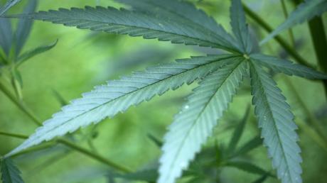 Im bayerischen Landtag wurde heute darüber debattiert, ob sechs Gramm Cannabis für den Eigengebrauch legal sein sollten. 