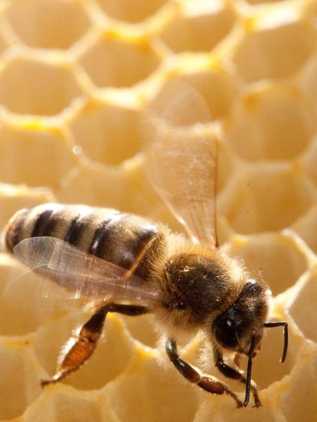 Wissenschaft Was Ist Dran Am Massensterben Die Sache Mit Den Bienen Augsburger Allgemeine