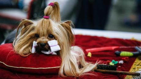 Ein Hund ruht sich auf einem roten Samtkissen vor einem Wettbewerb während der World Dog Show aus. 