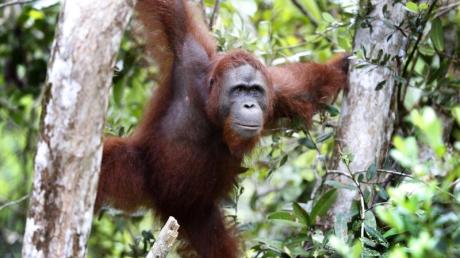Der Lebensraum von Orang Utans wird immer weiter zerstört. 