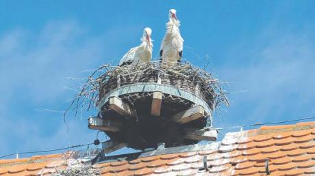 Einträchtig saß das Storchenpaar gestern Nachmittag auf dem Nest auf dem Dach des Unteren Schlosses in Ichenhausen. Besucher des Schulmuseums sollen bald dank einer Kamera einen Blick auf das Familienleben im Nest werfen können.  
