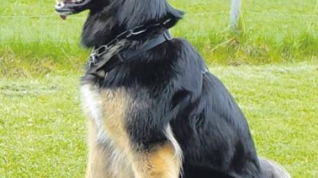 Die altdeutsche Schäferhunddame Ronja ist drei Jahre alt.