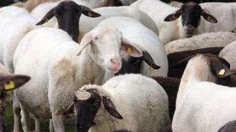 Schafe auf der Weide: In Mittelschwaben früher oft zu sehen, in der Gegenwart eher die Ausnahme.