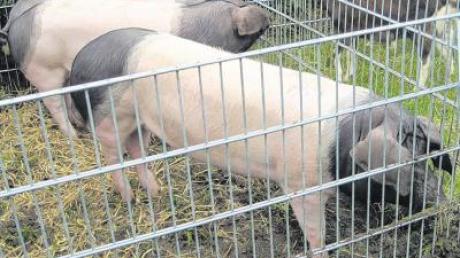 Auch diese Schwäbisch-hällischen Schweine können bei der Ausstellung des Münsterhauser Kleintierzuchtvereins besichtigt werden.  