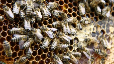 Im Wald bei Ellzee wurden sechs Bienenvölker gestohlen. 