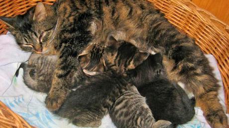 Diese Katzenmama mit ihren vier Jungen wurde in einem Hasenstall beim Tierheim Thannhausen ausgesetzt. 
