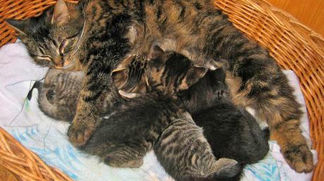 Diese Katzenmama mit ihren vier Jungen wurde in einem Hasenstall beim Tierheim Thannhausen ausgesetzt. 