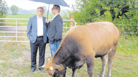 Die Murnau-Werdenfelser Rinder sind vom Aussterben bedroht. Auch darauf soll das Beweidungsprojekt im Mindelrieder Paradies in Balzhausen aufmerksam machen. Unterm Regenschirm fachsimpeln Landrat Hubert Hafner (links) und Balzhausens Bürgermeister Gerhard Glogger. 