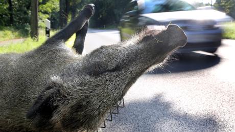 Ein schreckliches Erlebnis für jeden Autofahrer: Wildschweine, die plötzlich über die Straße laufen.