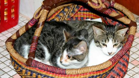 Sie haben sich gefunden und möchten auch weiter zusammenbleiben, die Katzen Maxi und Pipi.  
