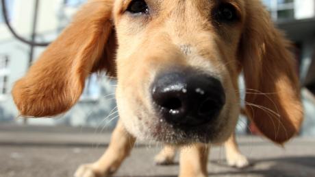 Die Marktgemeinde Ziemetshausen hat die Hundesteuer angehoben. Mit 40 Euro für einen Hund ist der Steuersatz fast doppelt so teuer wie bisher (26 Euro). Für Kampfhunde müssen die Halter künftig 200 Euro berappen.  
