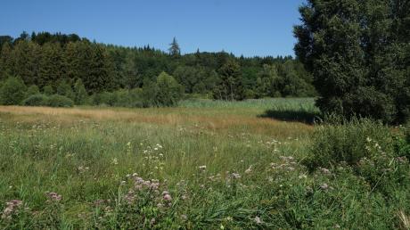 Das „Tauberried“, ein Feuchtbiotop südwestlich von Deisenhausen, ist ein bedeutender Standort für viele seltene und schützenswerte Pflanzen. 	