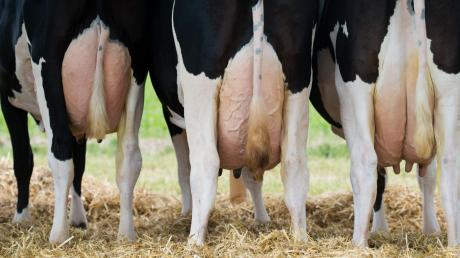 Nicht nur die Milchkühe sind allmählich an ihrer Leistungsgrenze angelangt. Auch die Landwirte geraten in dem zunehmenden Preiskampf immer stärker unter Druck. Beim Hofgespräch in Nattenhausen appellierte der Bauernverband an die Verbraucher, mehr Verantwortung beim Einkauf zu übernehmen.  	