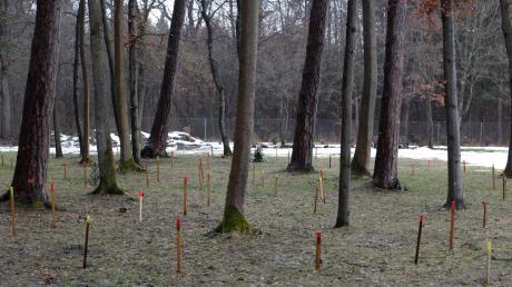 Künftig soll auf dem Krumbacher Westfriedhof auch eine Bestattung unter Bäumen möglich sein. (Symbolbild)