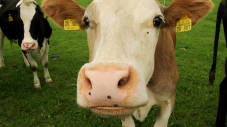 Zwei Landwirte aus der Region – Neu-Ulm und Waltenhausen – bieten bereits ihre Milch auf fundyourfarmer.de an. 