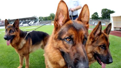 Im Donaustadion findet wieder die Bundessieger-Zuchtschau des Vereins für Deutsche Schäferhunde statt. Erwartet werden 2000 Hunde und 20000 Besucher. Unser Bild zeigt eine Aufnahme von der Veranstaltung im Jahr 2012. 