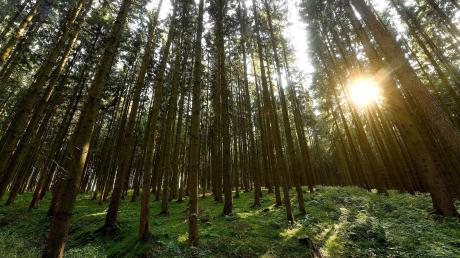Die Fichte ist nach wie vor die dominierende Baumart in den Wäldern der Region (hier bei Limbach). Aber der Klimawandel macht dem Nadelbaum zu schaffen. 