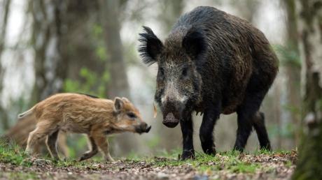 Wildschweine richten auf den Feldern der Landwirte immer wieder große Schäden an.  	