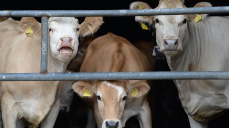 Die Tierrechtsorganisation Peta hat schwere Vorwürfe gegen einen landwirtschaftlichen Betrieb in Zahling erhoben.