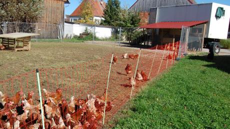 Ein fahrbarer Stall, ein überdachter Vorbereich und eine Wiese, die regelmäßig gewechselt wird, das ist das Prinzip der mobilen Hühnerhaltung der Familie Rampp-Simlacher in Aletshausen. 	